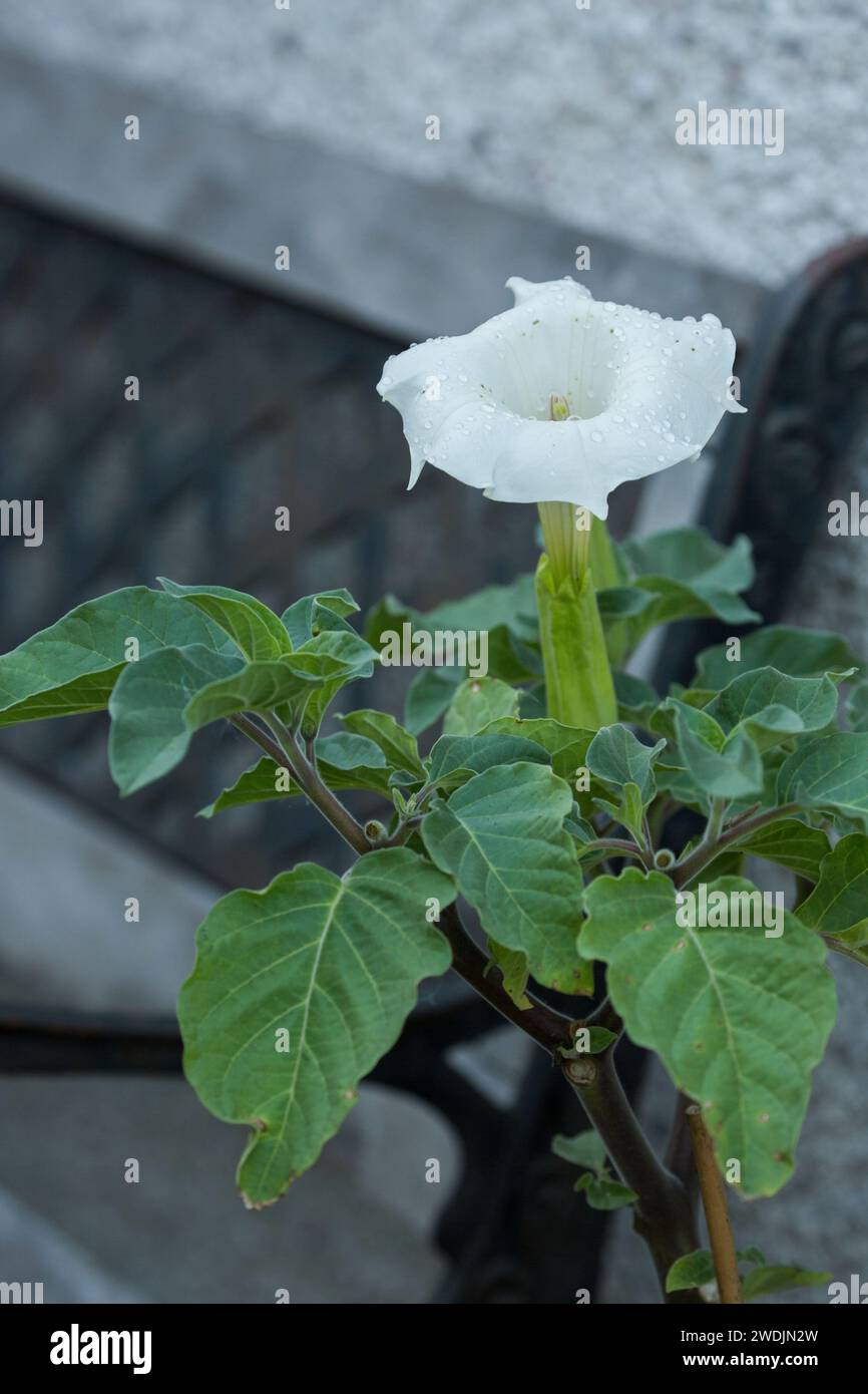 Datura flower, family solanaceae, white trumpet flower, also called thornapple Stock Photo