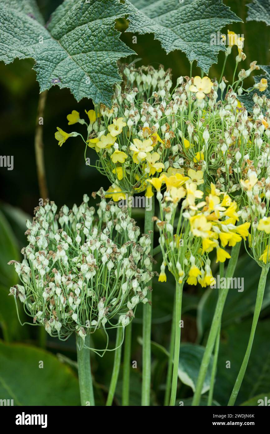 Flowers and seed heads of primula florindae or allium or brassica on long stalk with small 5 petals yellow with large crinkled leaves with  spikes Stock Photo