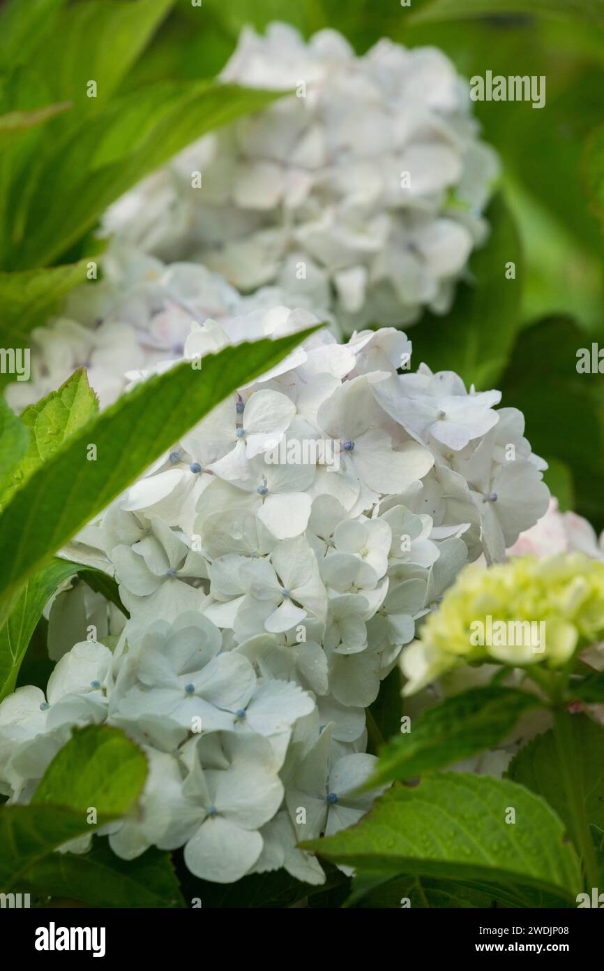 White garden hydrangea lace cap (hydrangea macrophylla) in full bloom