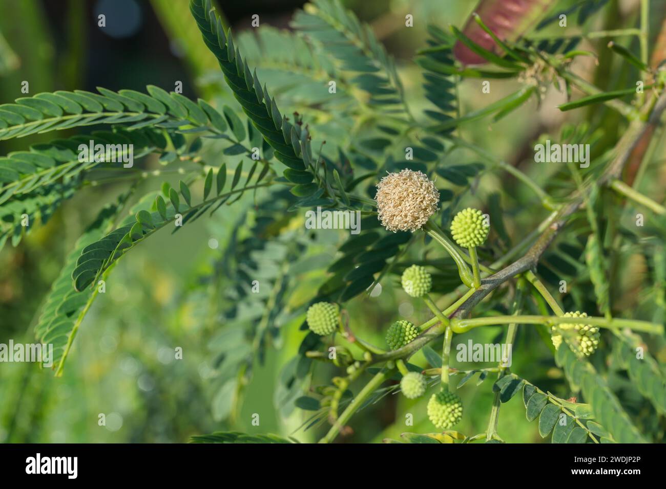 Inflorescence of a jumbay plant. Botanical detail. Stock Photo