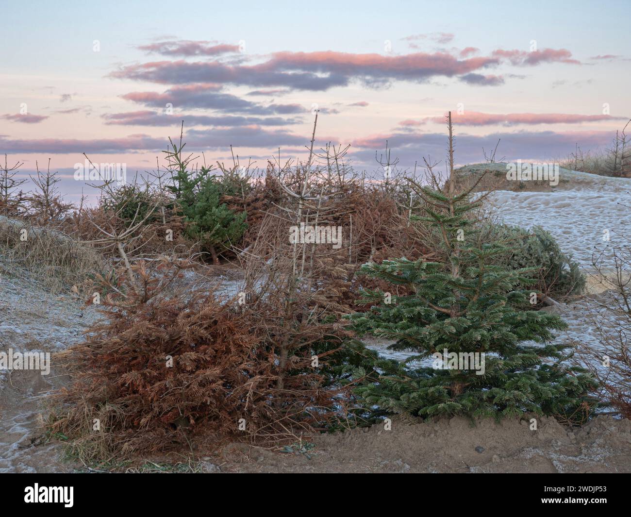 Used Christmas trees recycled as protection against dune sand erosion