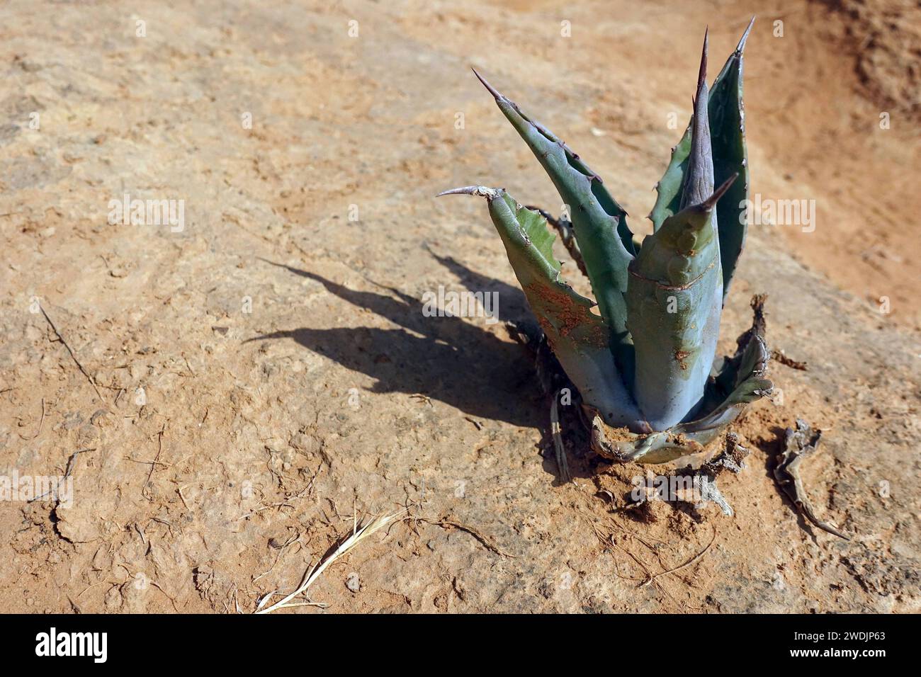 Echte aloe hi-res stock photography and images - Alamy