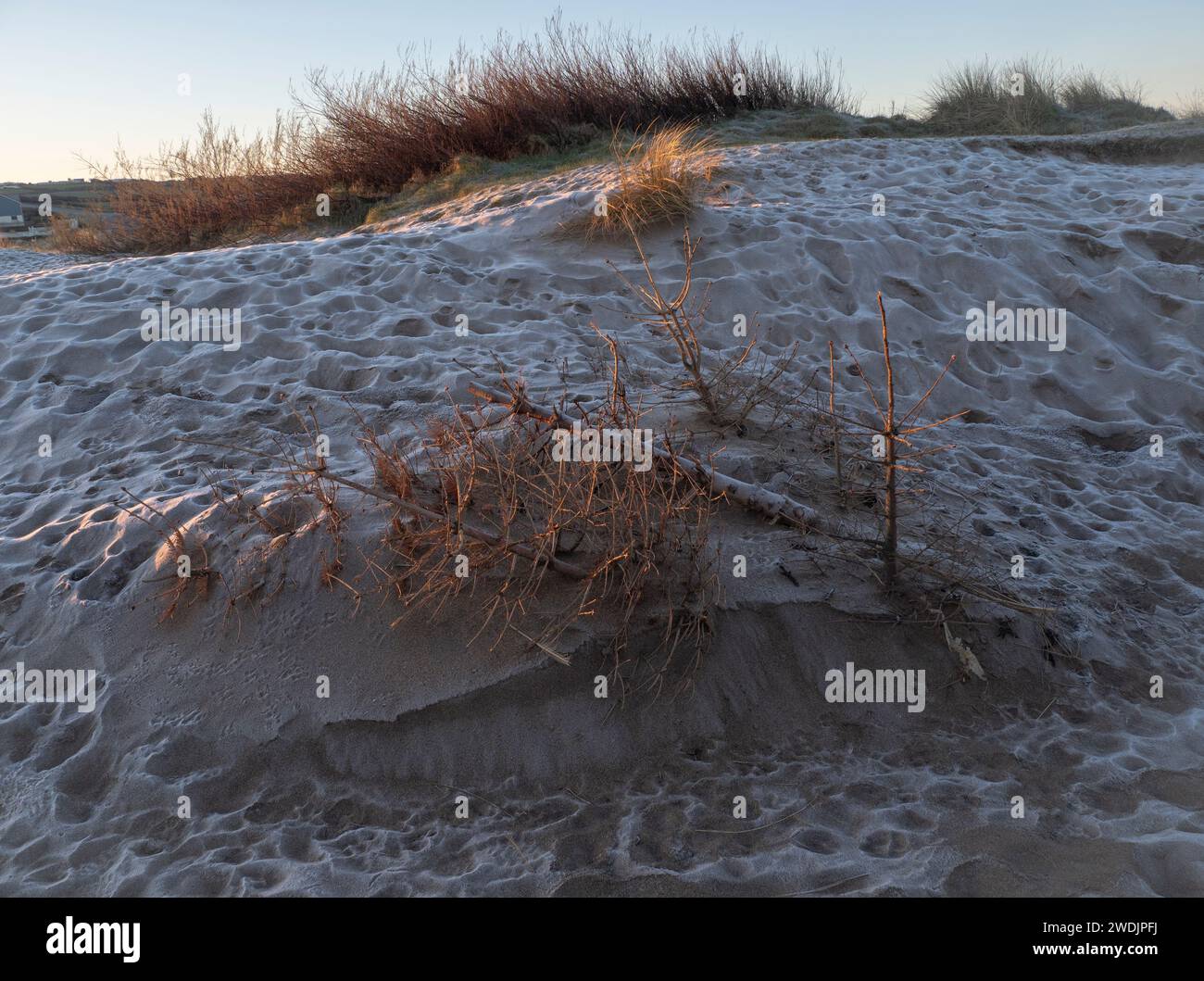 Used Christmas trees recycled as protection against dune sand erosion Stock Photo Alamy