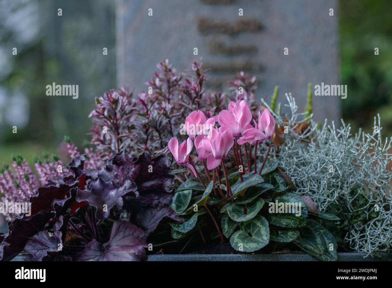 Typical german grave decoration with Cyclamen. Stock Photo