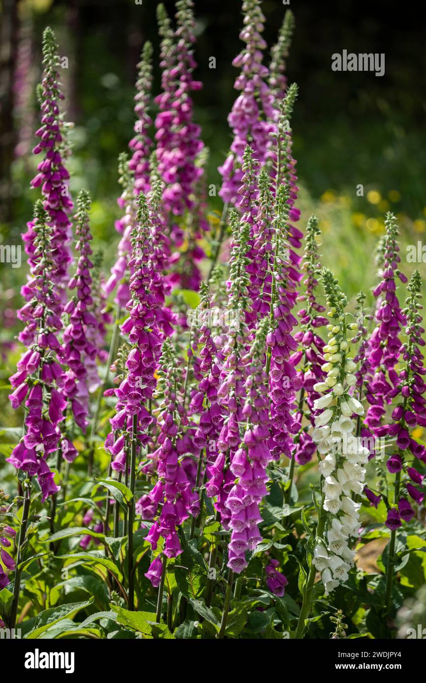 White and purple foxgloves Digitalis Purpurea growing in summer in a garden at Middle Lee, Garrigill, North Pennines, Cumbria Stock Photo