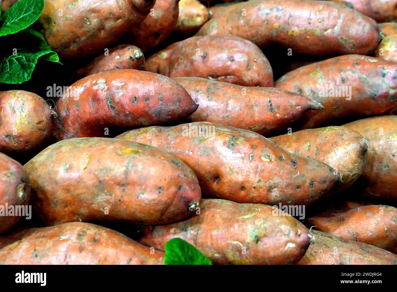 20.01.2024, Berlin - Deutschland. Süßkartoffeln. *** 20 01 2024, Berlin Germany Sweet potatoes Stock Photo