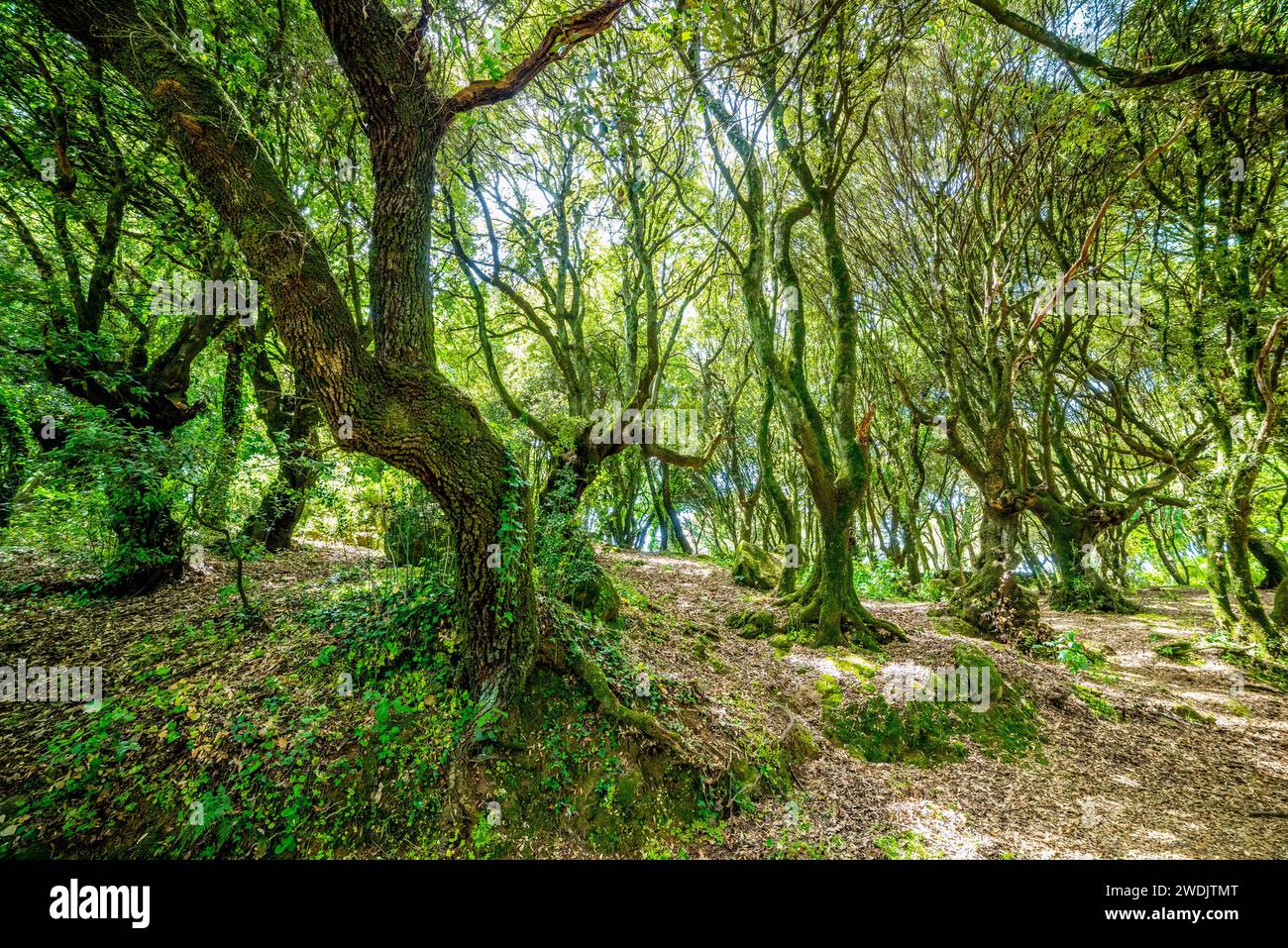 sumemrtime-in-the-woods-hi-res-stock-photography-and-images-alamy