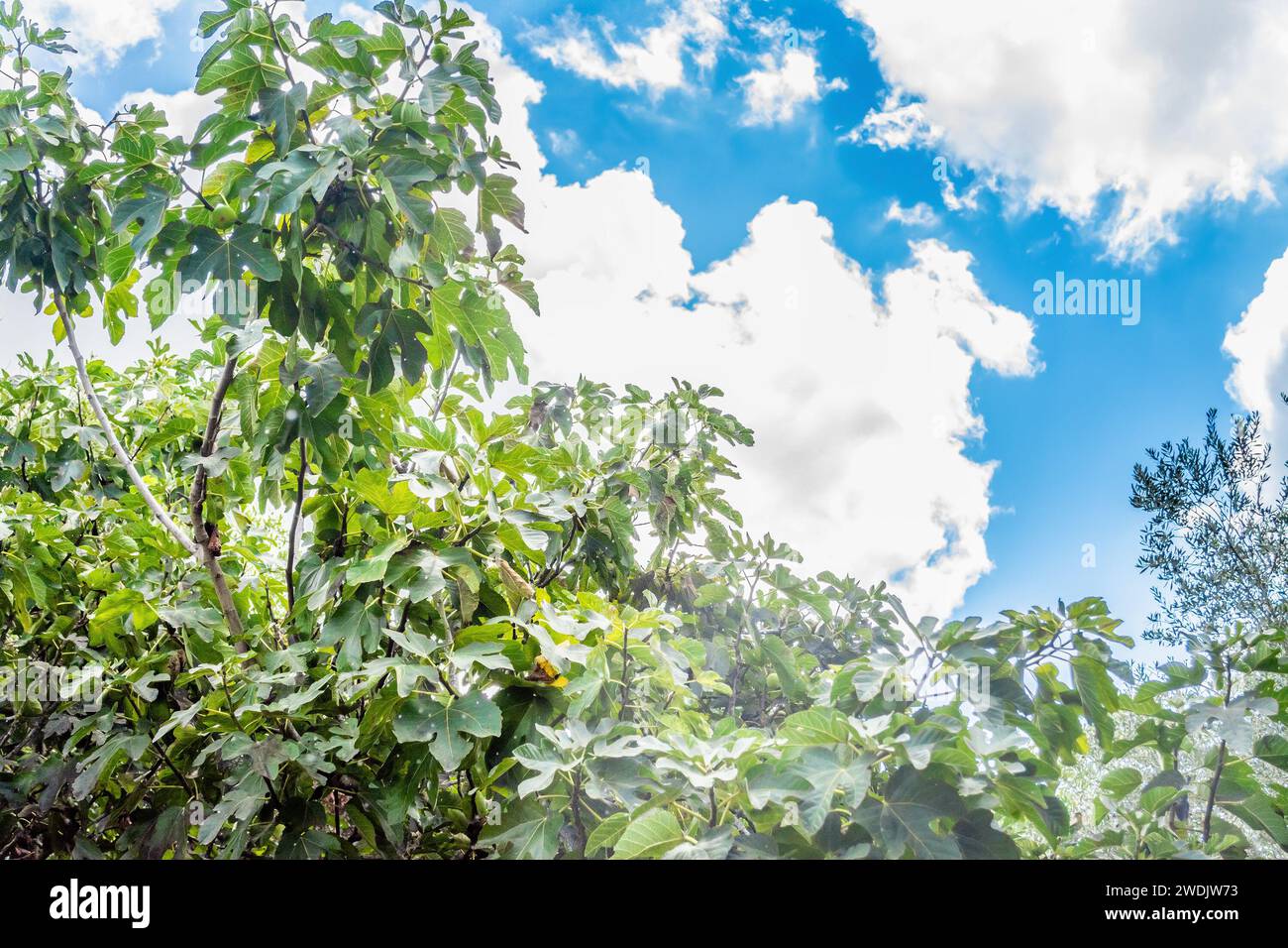 View of fig tree with blue sky hi-res stock photography and images - Alamy
