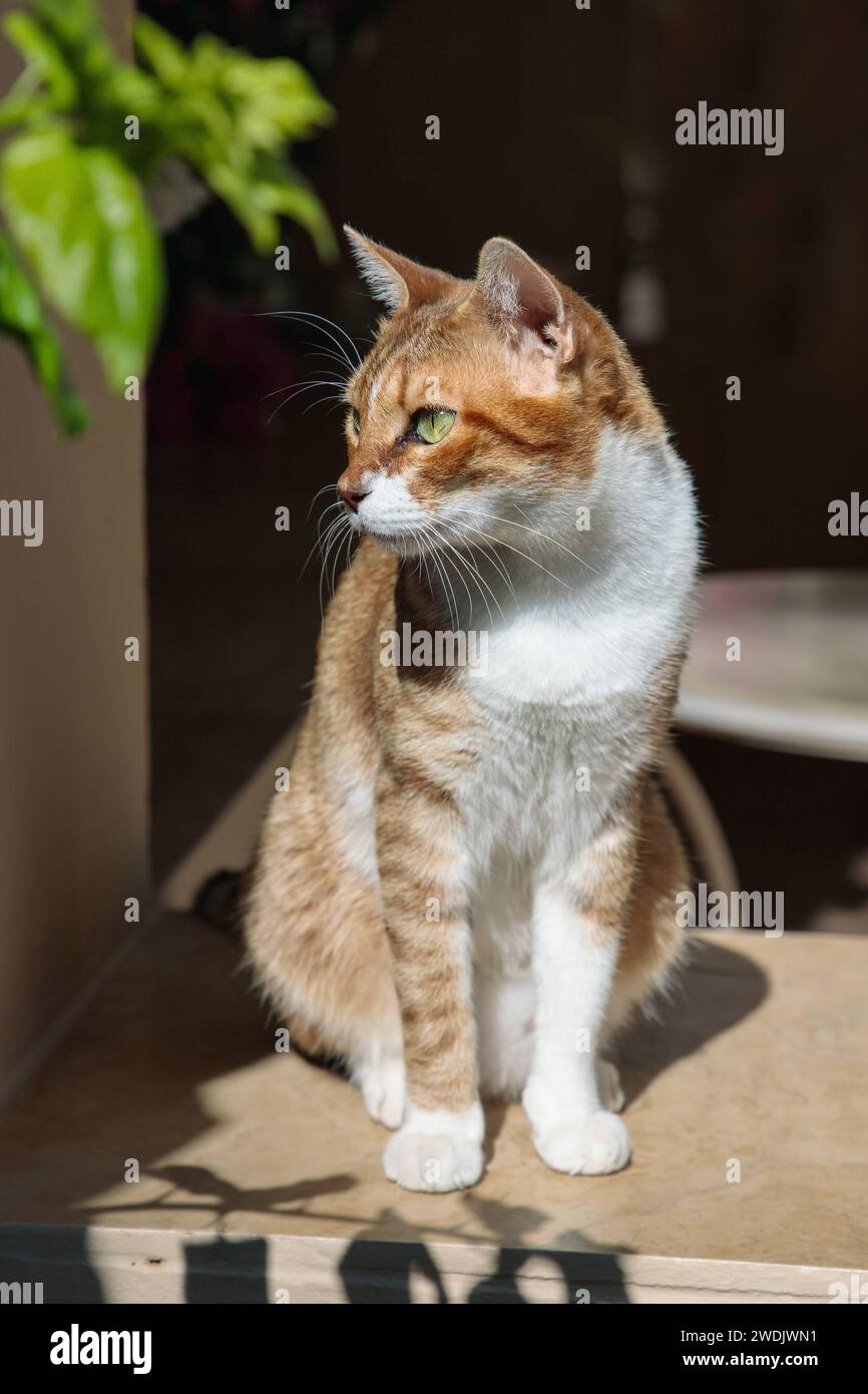 Red-white cat with green eyes on a veranda. Stock Photo