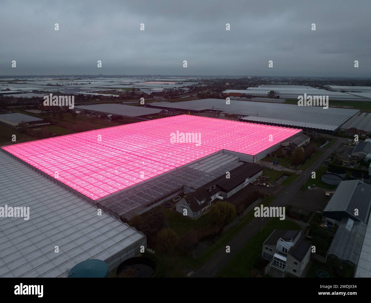 Artificial LED lights on greenhouses horticulture industry. Birds eye aerial drone view. Purple pink lighting. Stock Photo