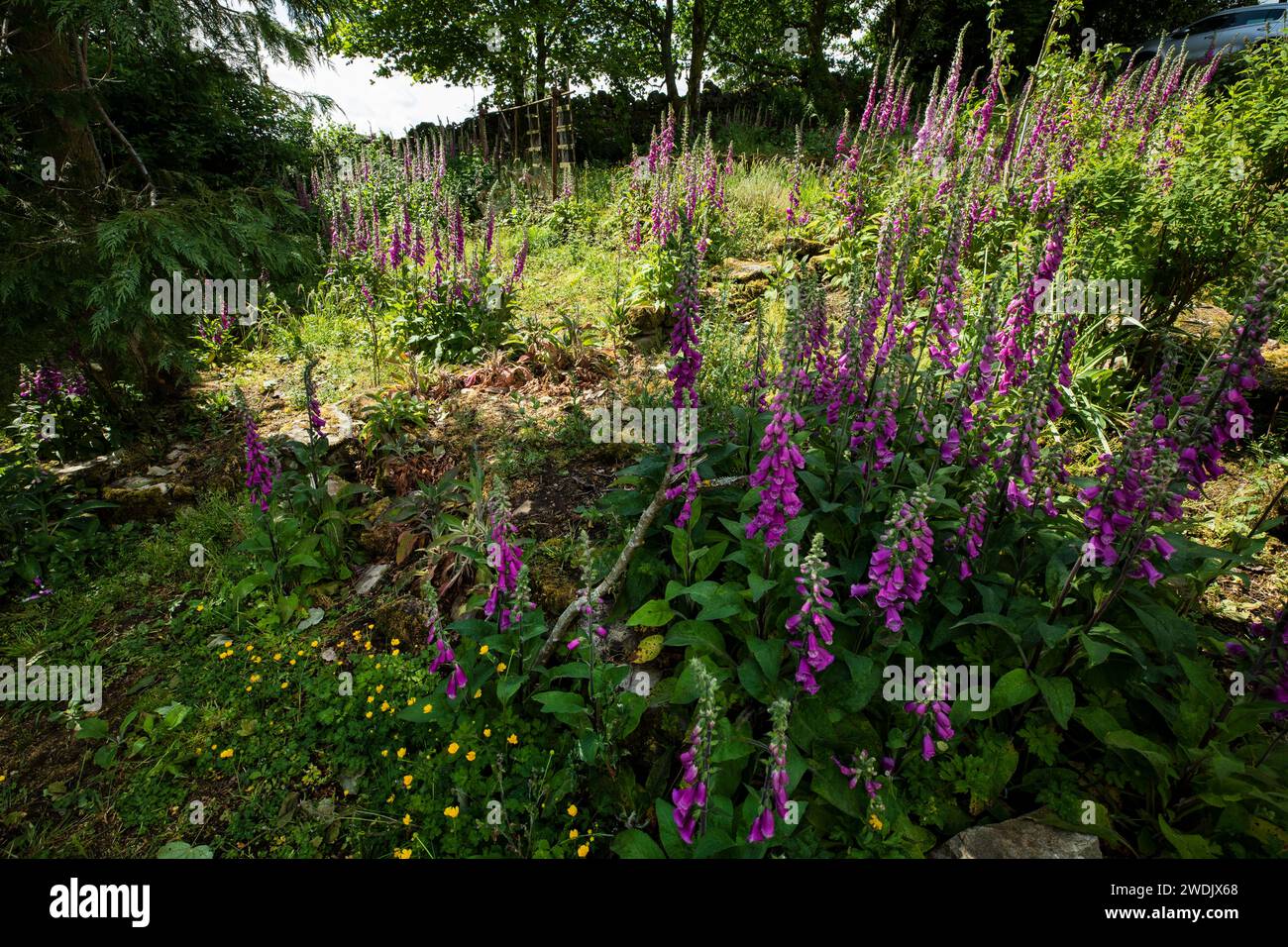 Foxgloves Digitalis Purpurea growing in a wild woodland garden in summer with buttercups at Middle Lee, Garrigill, North Pennines, Cumbria Stock Photo
