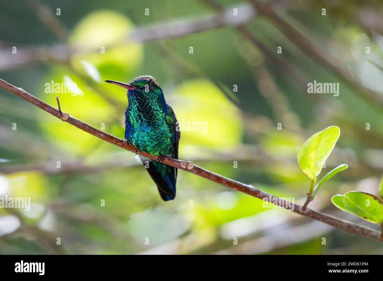 Blue-chinned Sapphire hummingbird, Chlorestes notata, with iridescent feathers resting in the rainforest of Trinidad and Tobago Stock Photo