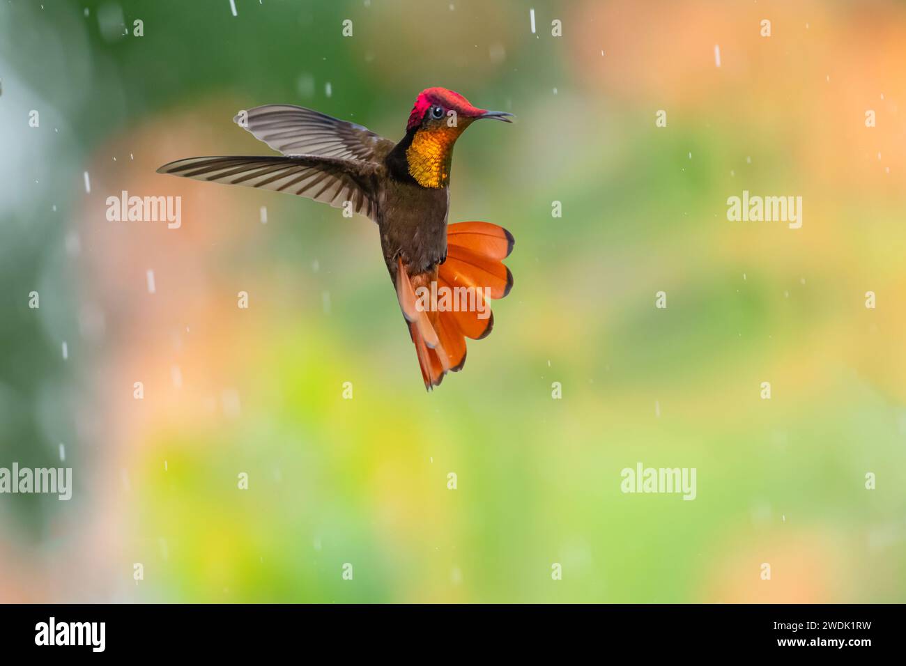 Exotic Ruby Topaz hummingbird, Chrysolampis mosquitus, hovering in the rain with tail flared and chirping Stock Photo