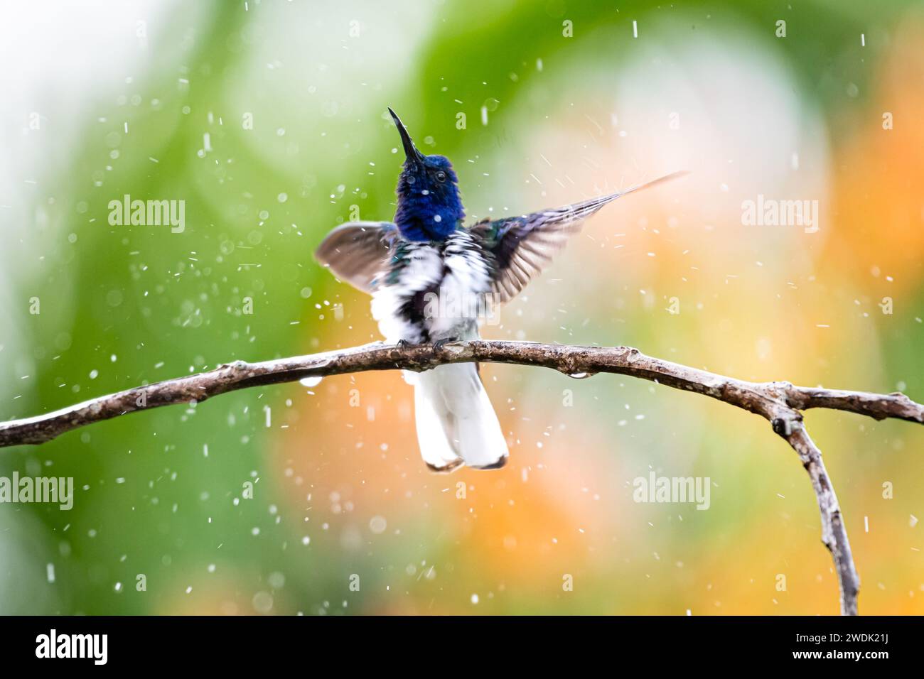 White-necked Jacobin hummingbird, Florisuga mellivora, preening and ...