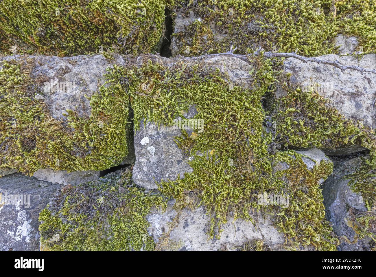 Close up of moss covered stone hi-res stock photography and images - Alamy