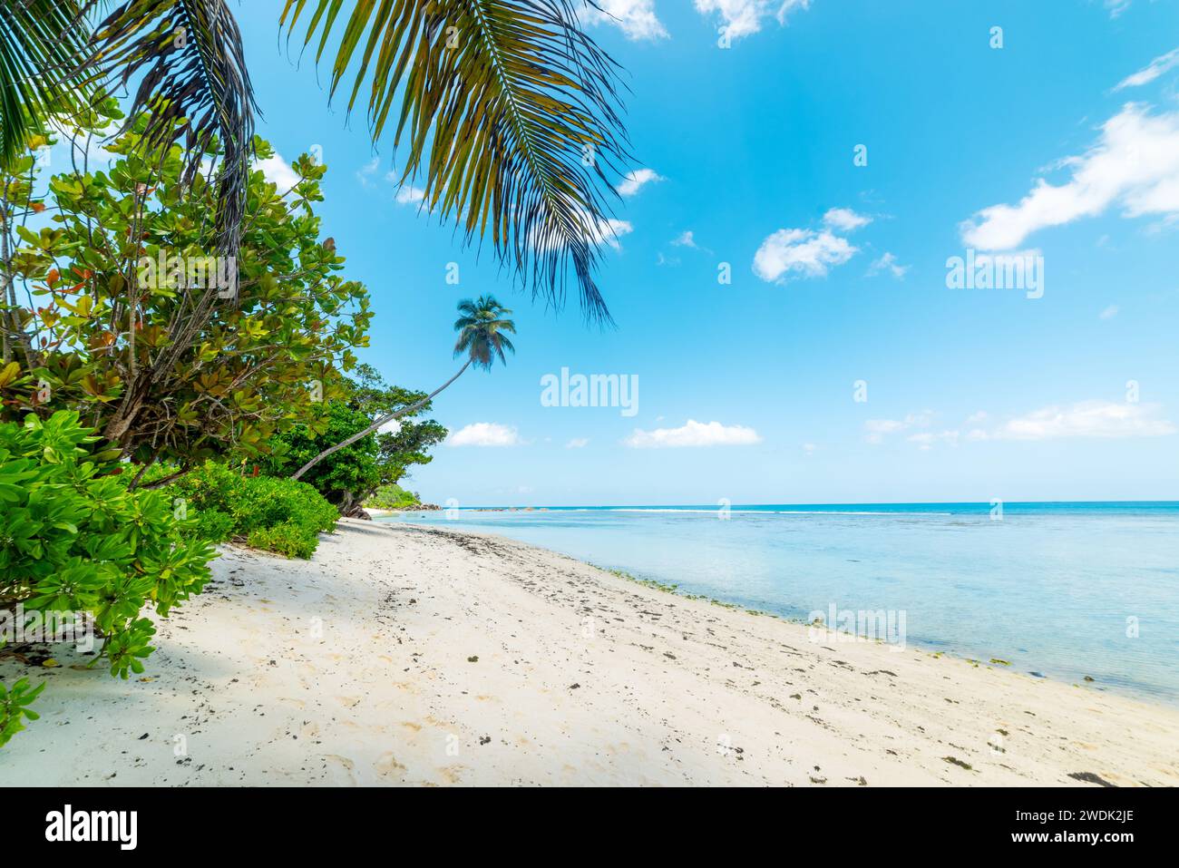 Palm trees and white sand in Anse Forbans beach. Mahe island, Seychelles Stock Photo