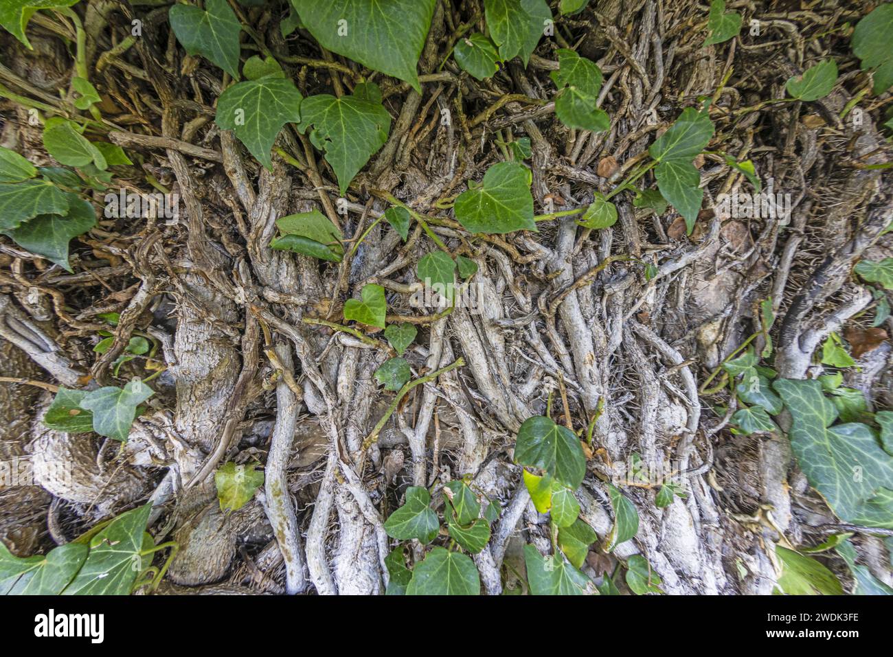 Close up of a dense root network of a bush in daylight Stock Photo