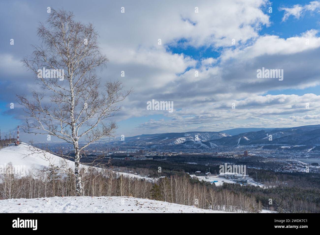 Siberian nature in Krasnoyarsk city, Russia. Winter natural landscape, sunny day, blue sky clouds. Lonely birch tree. Gremyachaya Griva Park. Nikolaev Stock Photo