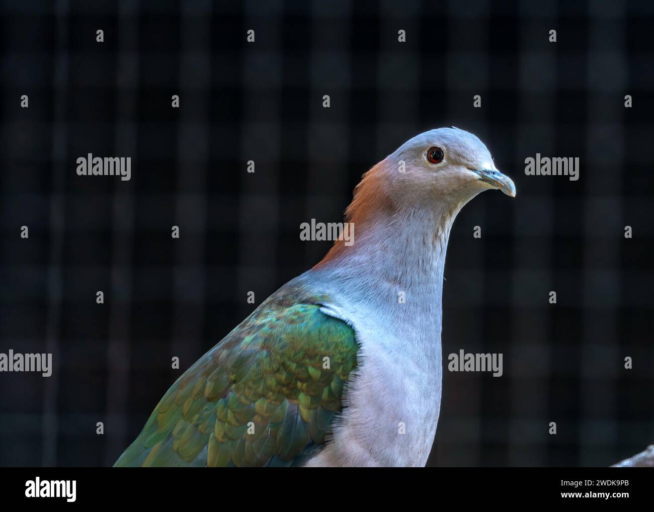 Among the lush canopies of Indonesia, the resplendent Green Imperial Pigeon Dove (Ducula aenea) unveils its vibrant plumage. Witness the avian beauty Stock Photo