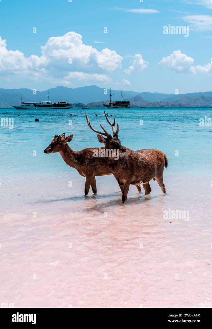 Two majestic sailing ships hi-res stock photography and images - Alamy
