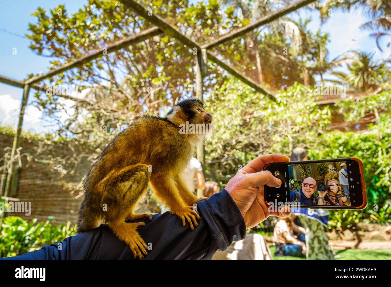 Squirrel Monkey sitting on an arm with tourists taking a selfie on the smartphone. Stock Photo
