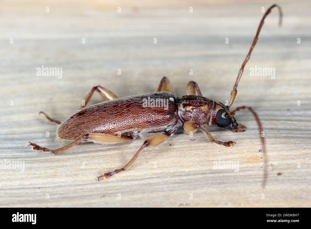 Ceresium unicolor, longhorn beetle (Cerambycidae), also known as long