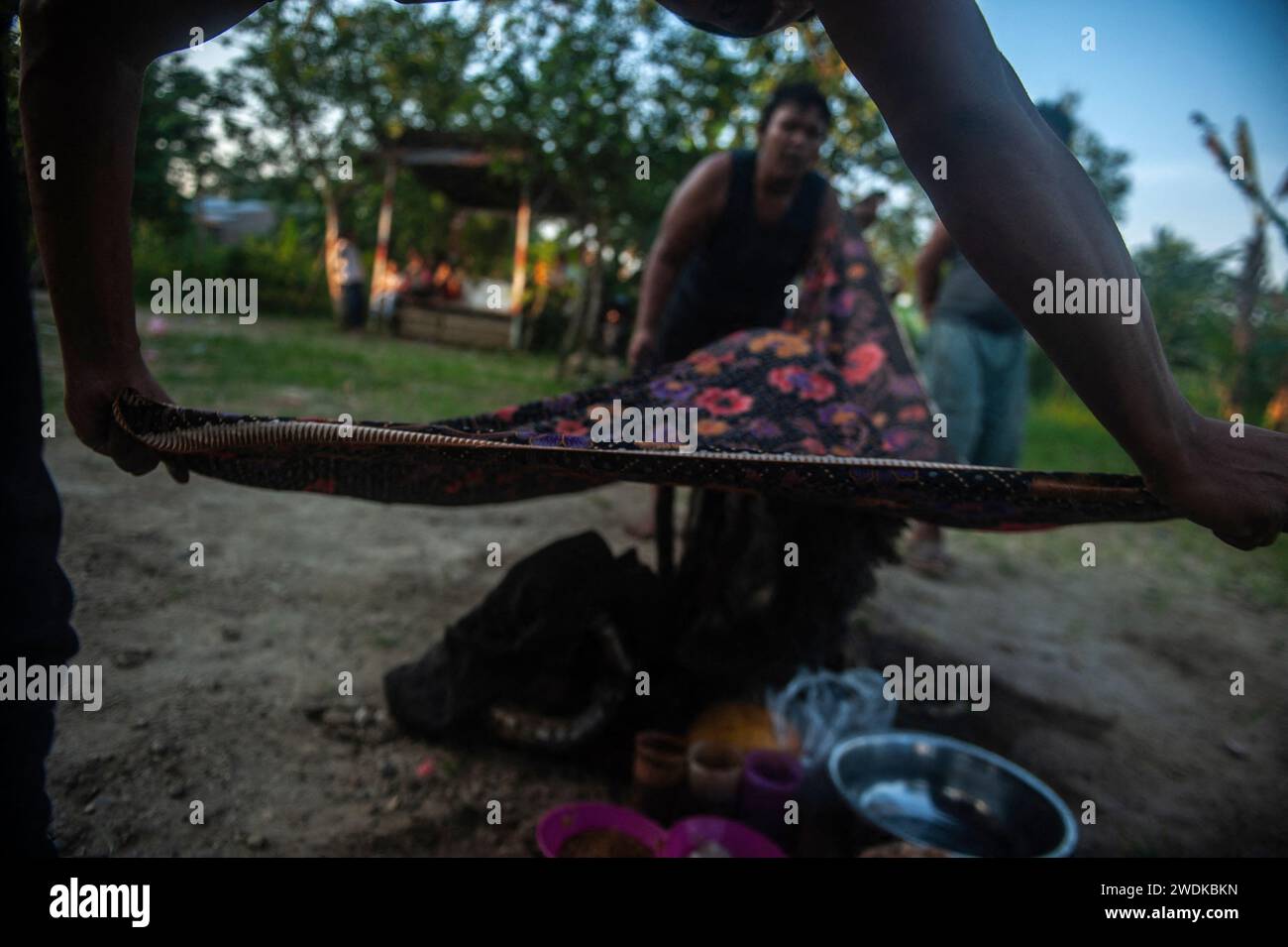 Rattan woven horses are seen covered with cloth while several ...