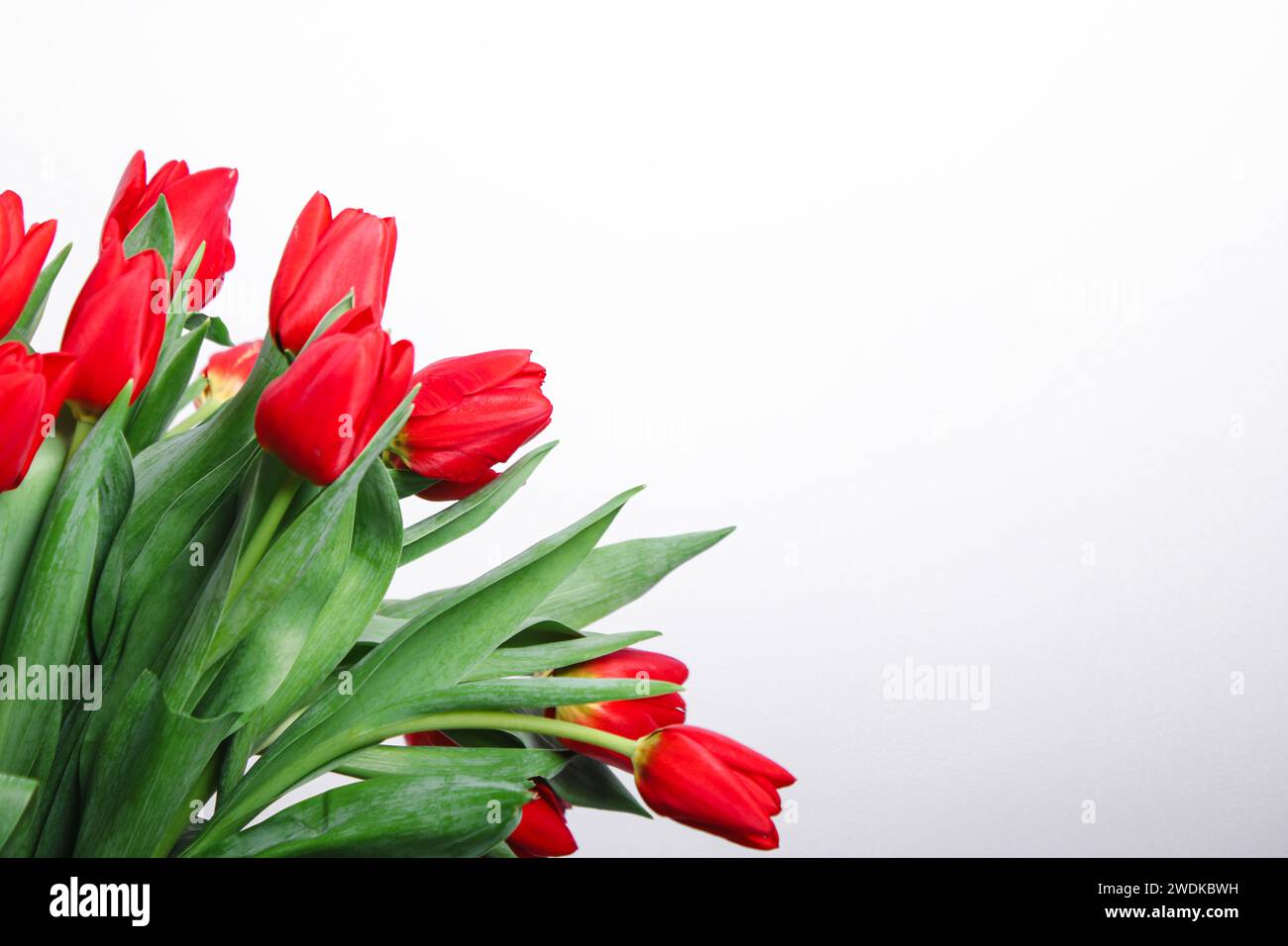 A bouquet with red tulip flowers on white background Stock Photo - Alamy