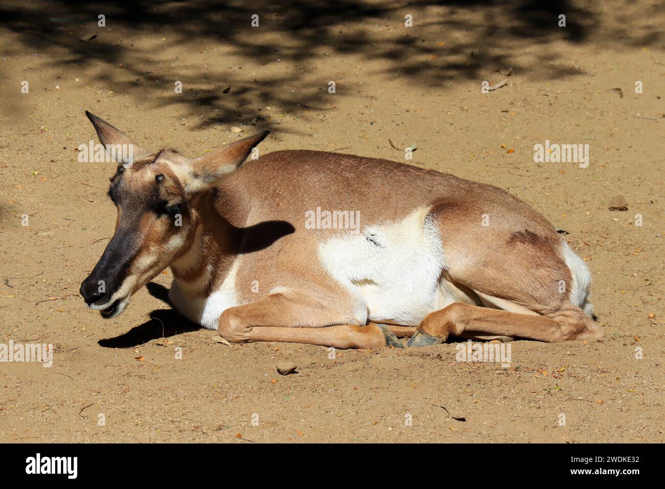 Peninsular Pronghorn (Antilocarpra americana peninsularis), is a species of artiodactyl mammal indigenous Stock Photo