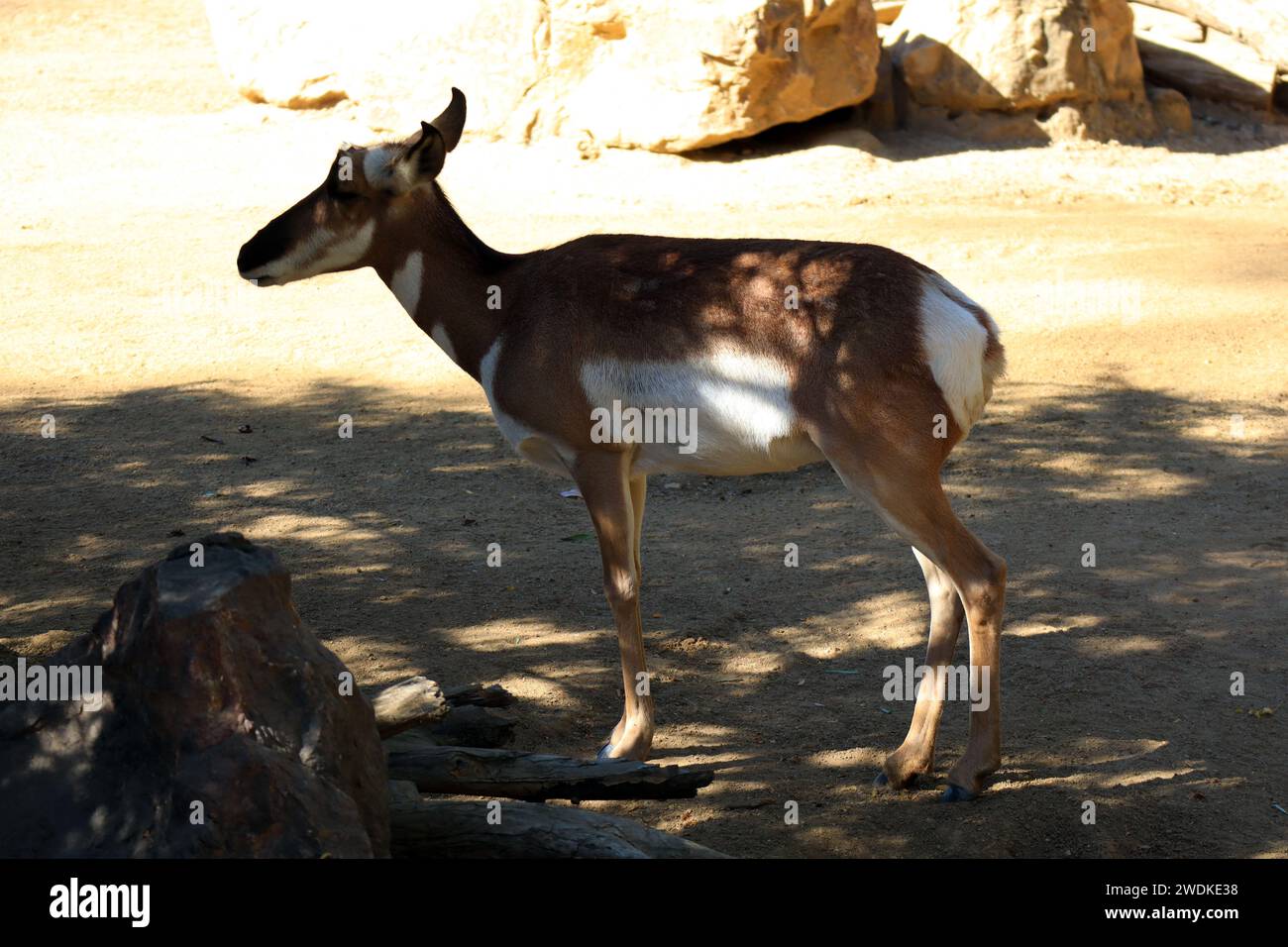 Peninsular Pronghorn (Antilocarpra americana peninsularis), is a species of artiodactyl mammal indigenous Stock Photo