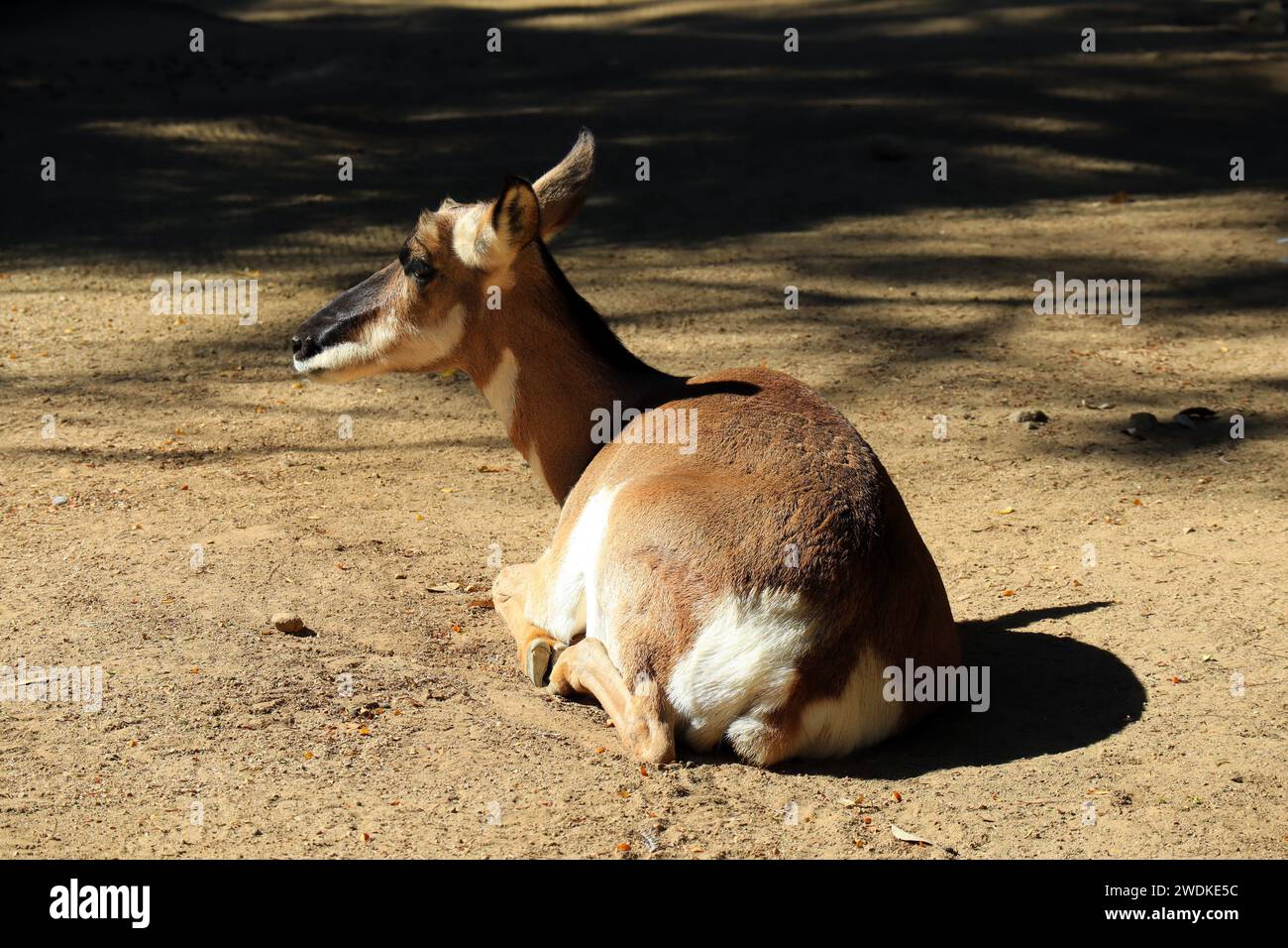 Peninsular Pronghorn (Antilocarpra americana peninsularis), is a species of artiodactyl mammal indigenous Stock Photo