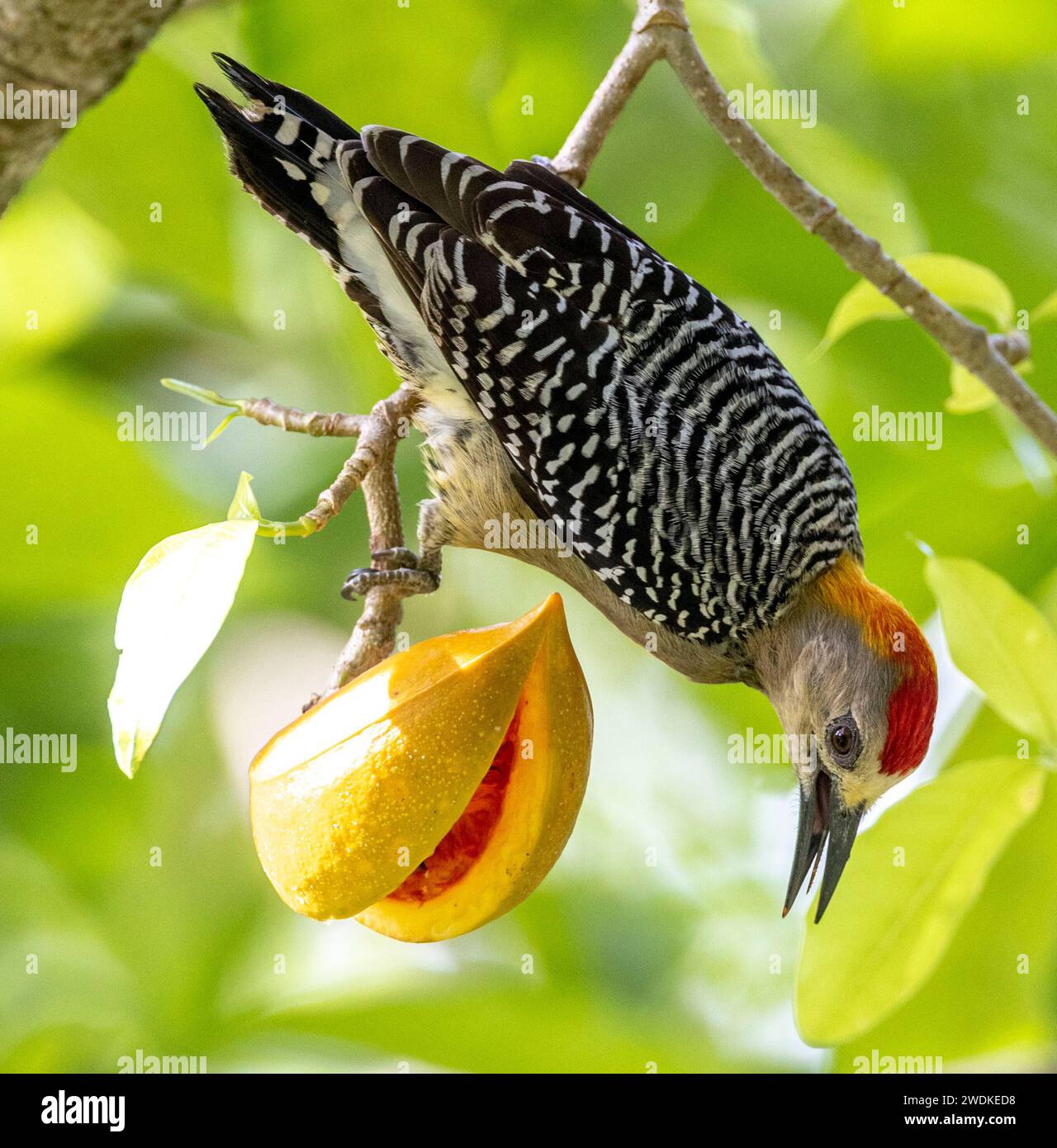 (San Jose, Costa Rica---18 December 2023) Hoffmann's Woodpecker (melanerpes hoffmannii) at the Hotel Bougainvillea. Photograph Copyright 2023 Sean Bur Stock Photo