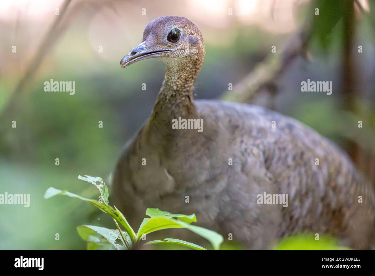 (Drake Bay, Costa Rica---20 December 2023) Great Tinamou (tinimus major) on the Sirena Ranger station trails in Corcovado National Park, Costa Rica. P Stock Photo