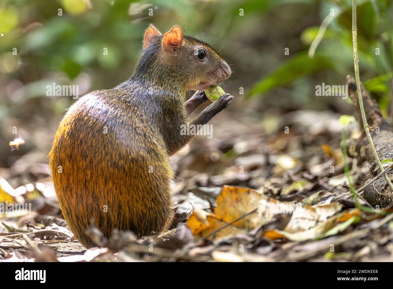 (Drake Bay, Costa Rica---20 December 2023) Agouti on the Sirena Ranger station trails in Corcovado National Park, Costa Rica. Photograph Copyright 202 Stock Photo
