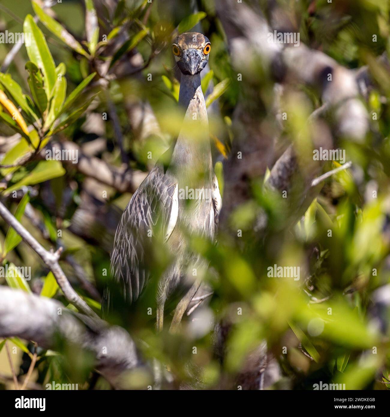 (Sierpe, Costa Rica---21 December 2023) Yellow-crowned night heron (Nyctanassa violacea) in the Humedal Nacional Térraba-Sierpe Mangrove, Costa Rica. Stock Photo