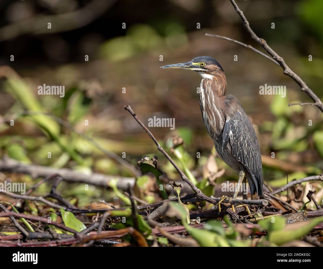 (Sierpe, Costa Rica---21 December 2023) Green Heron (Butorides virescens) in the Humedal Nacional Térraba-Sierpe Mangrove, Costa Rica. Photograph Copy Stock Photo