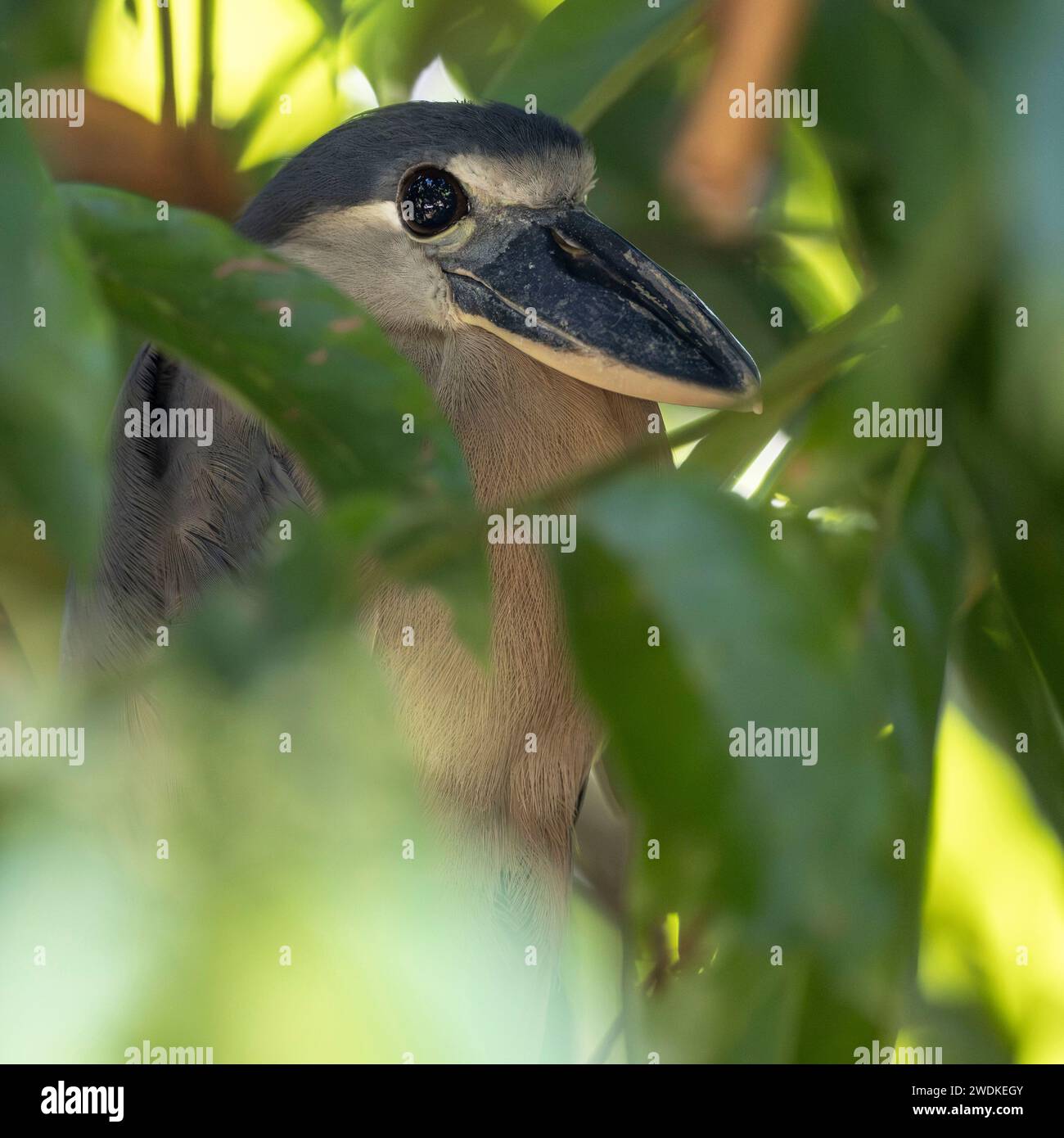 (Sierpe, Costa Rica---21 December 2023) Boat-billed heron (Cochlearius cochlearius) on the Sierra river in the Humedal Nacional Térraba-Sierpe Mangrov Stock Photo