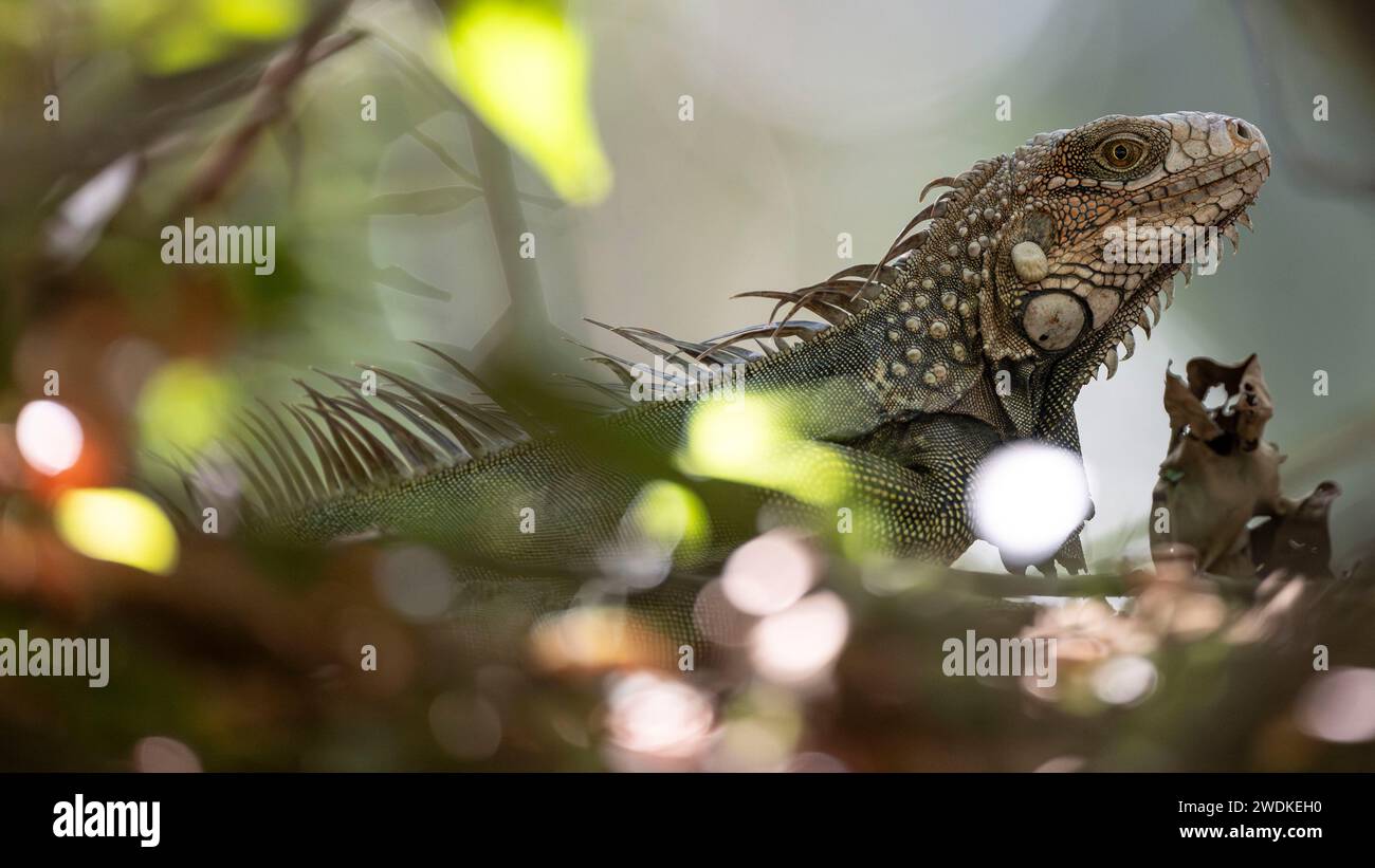 lizard in Costa Rican rain forest Stock Photo