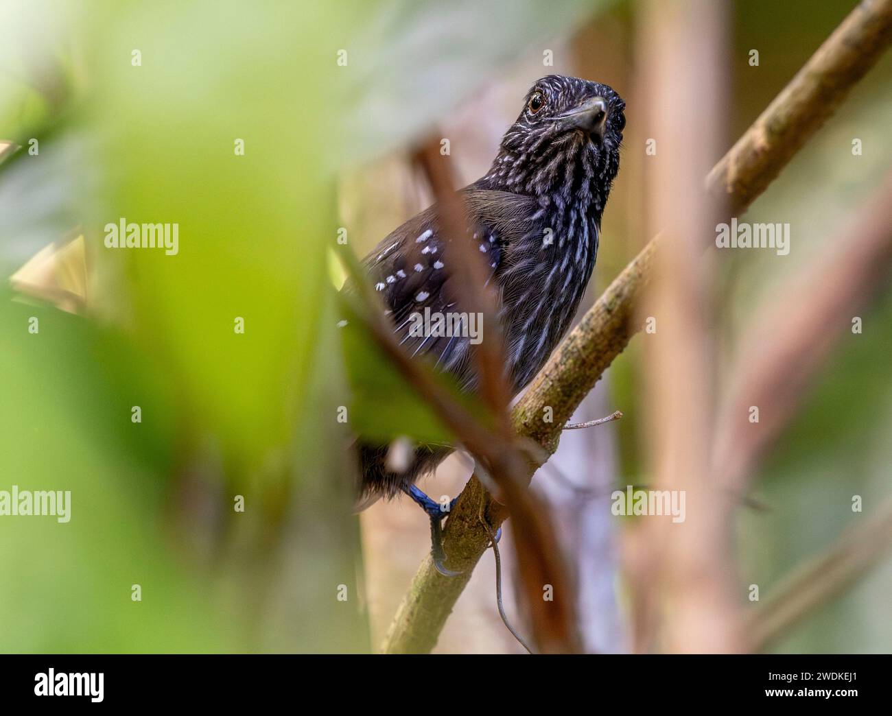 (Drake Bay, Costa Rica---22 December 2023) black-hooded antshrike (thamnophilus bridgesi) at the Drake Bay Wilderness Resort, Costa Rica. Photograph C Stock Photo