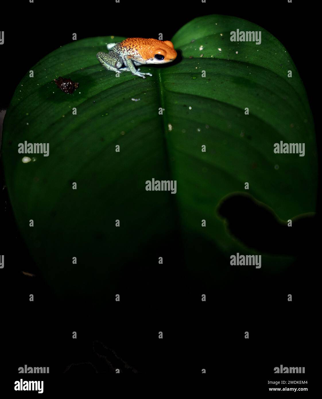 Strawberry poison dart frog in Costa Rica Stock Photo - Alamy