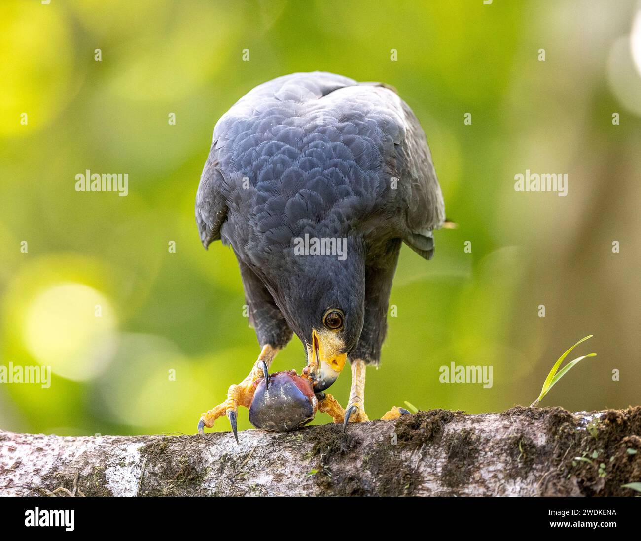 (Drake Bay, Costa Rica---23 December 2023) little blue heron (egretta caerulea) at the Drake Bay (Thalasseus elegans), Costa Rica. Photograph Copyrigh Stock Photo