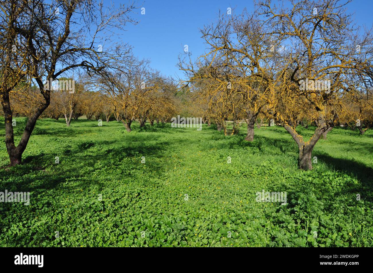 Trees in a park green grass and blue sky landscape Stock Photo - Alamy