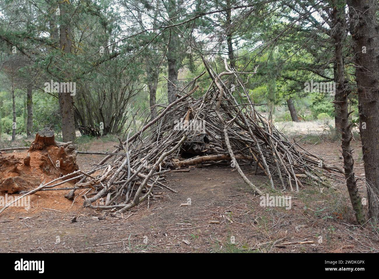 Wooden tent structure made from tree branches in the woods. Stock Photo