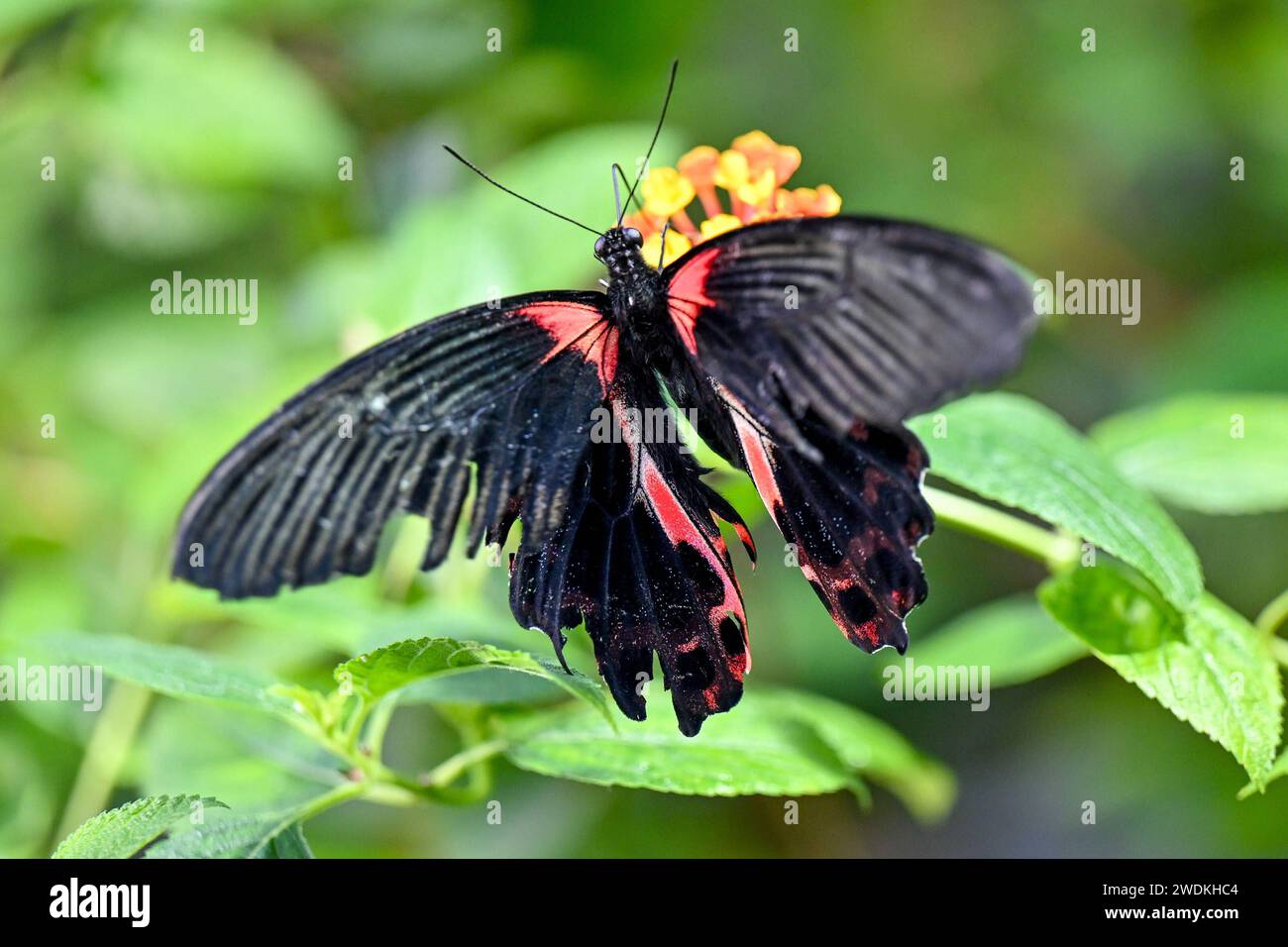 Botanischer Garten Linz, Schmetterlinge 21.01.2024, Botanischer Garten ...