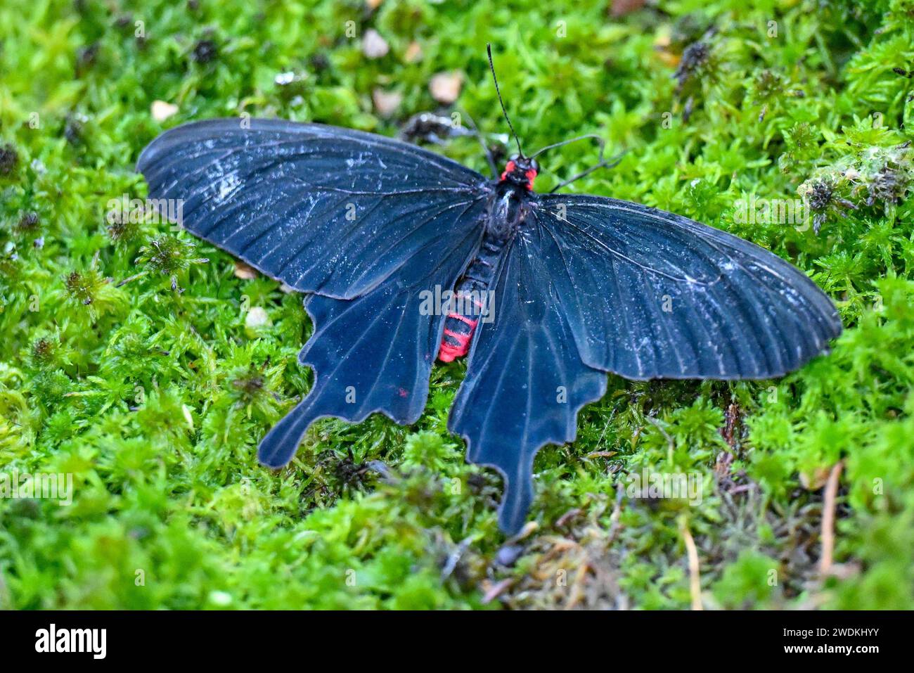 Botanischer Garten Linz, Schmetterlinge 21.01.2024, Botanischer Garten ...