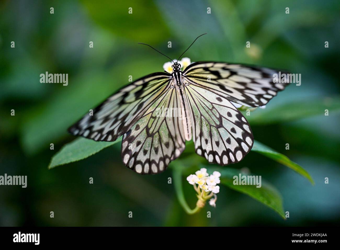 Botanischer Garten Linz, Schmetterlinge 21.01.2024, Botanischer Garten ...
