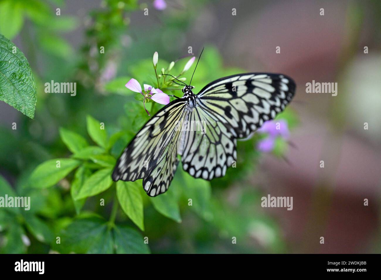 30+ Schmetterling Botanischer Garten, Wer glück hat, kann die