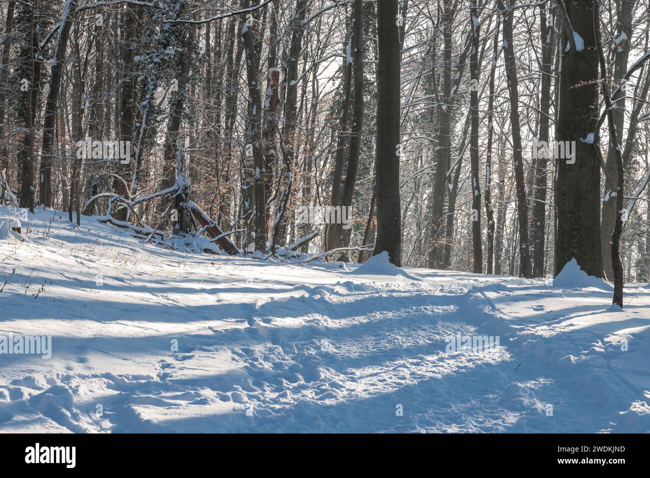 An idyllic scene in the Dutch forests in the rolling hills landscape in the south of Limburg covered with a fresh layer of snow and the sun peaking al Stock Photo