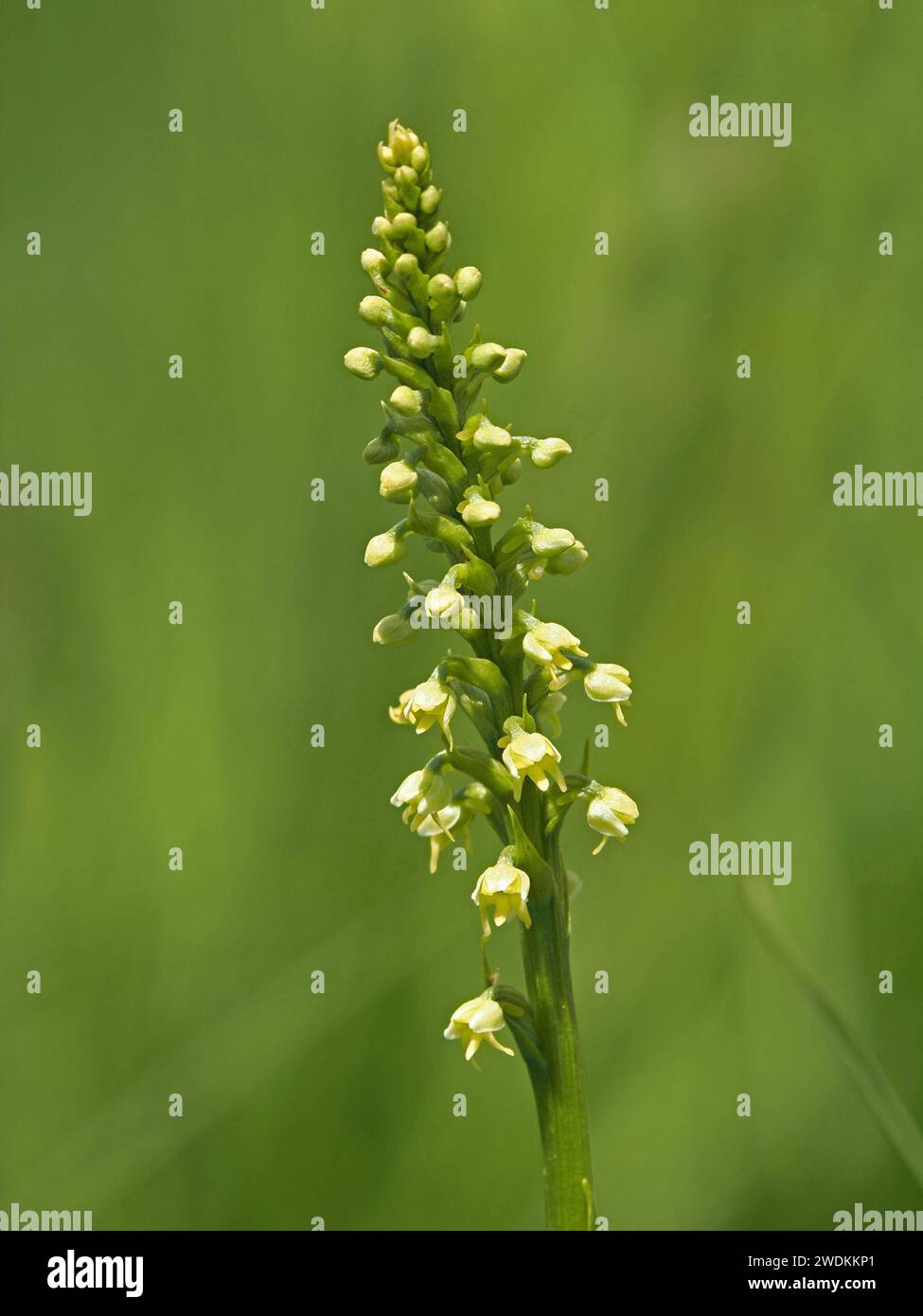 yellow green flowers of Musk orchid (Herminium monorchis) on flowerspike growing wild in Italian Alps, Italy, Europe Stock Photo
