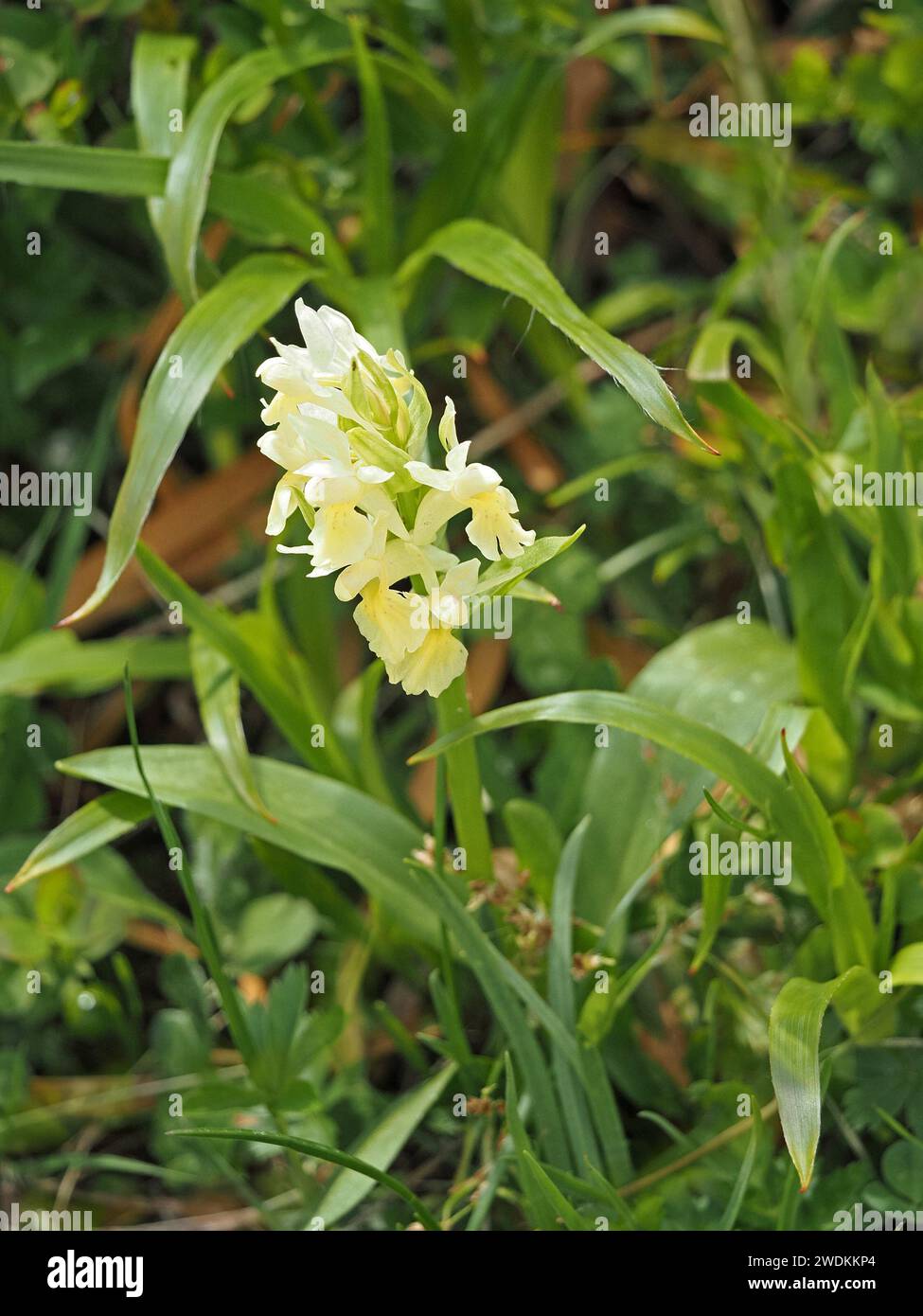 flowerspike of Elderflowered Orchid (Dactylorhiza sambucina)  in yellow/cream flowered variant growing wild in Italian Alps, Italy, Europe Stock Photo